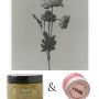 Hand + Body Jasmine & Green Tea Leaf Scrub + Candy Bomb Lip Scrub